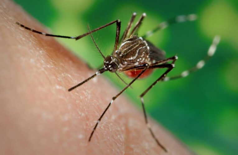 Estrategias eficaces para repeler mosquitos