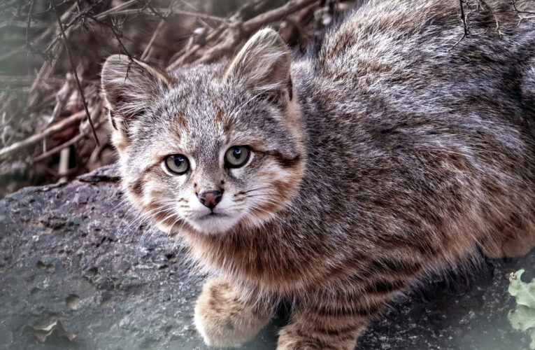 Apareció una familia del Gato Del Pajonal, un felino en extinción