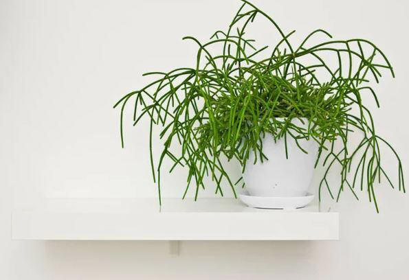 Árbol de los dedos: una planta versátil y de fácil cuidado para darle alegría a tu casa